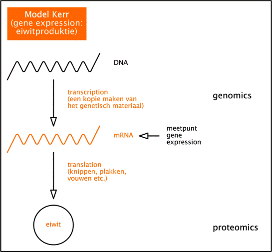 Dr. Kerr - Genenactiviteit