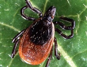 Adult_tick