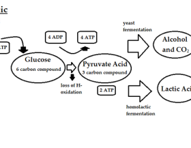 Anaerobic_diagram