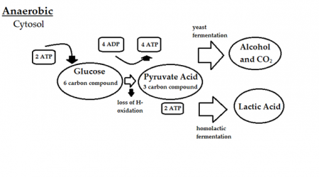 Anaerobic_diagram