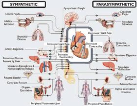 Autonomic-nervous-system2