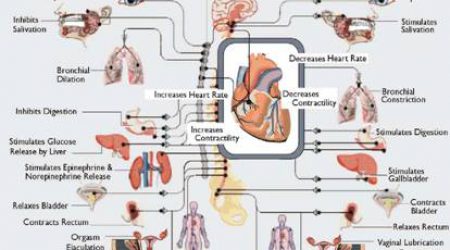 Autonomic-nervous-system2