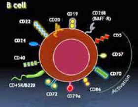 B-cell-markers