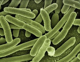 Bacterie_pixabay