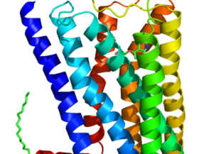 Beta-2_adrenergic_receptor