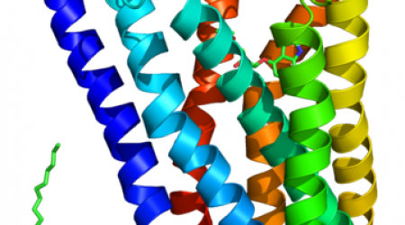 Beta-2_adrenergic_receptor