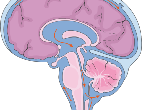 Cerebrospinal_fluid_Wikimedia