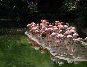 Flamingos_Unsplash