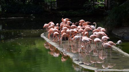 Flamingos_Unsplash