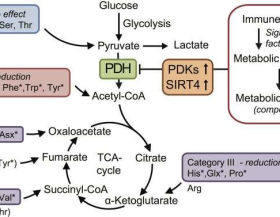 Glycolyse