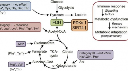 Glycolyse