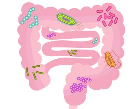 Gut_microbiota_wikimedia