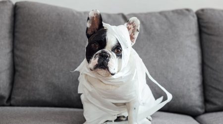 Hond-papier_pexels