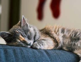 Kat-slaapt_pexels