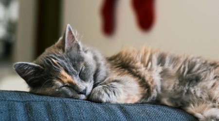 Kat-slaapt_pexels