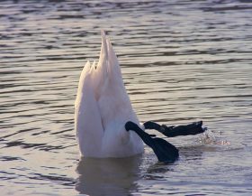 Kopinhetzand_pixabay