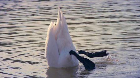 Kopinhetzand_pixabay