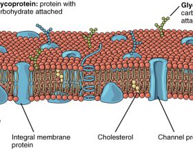 Lipid_Bilayer_With_Various_Components