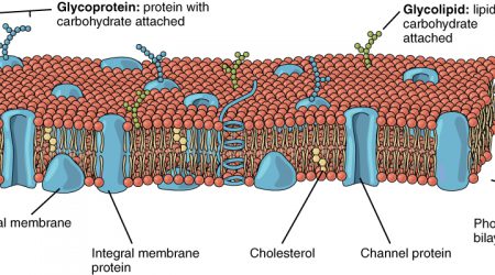 Lipid_Bilayer_With_Various_Components