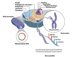 Mitochondria