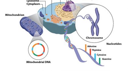 Mitochondria