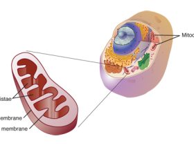 Mitochondrion_NIH