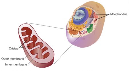 Mitochondrion_NIH