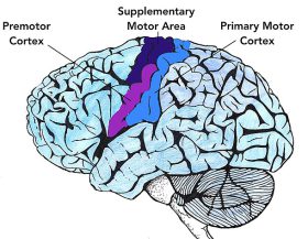 Motor_Cortex_Wikimedia