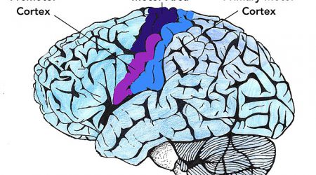 Motor_Cortex_Wikimedia