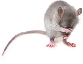 Muis_pixabay Muis_pixabay