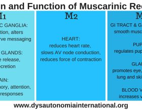 MuscarineReceptoren