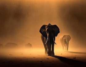 Olifant_pixabay