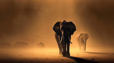 Olifant_pixabay