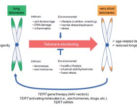 Telomerase