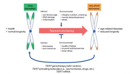 Telomerase