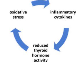 Thyroid-Oxidative-Stress-Cycle