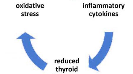 Thyroid-Oxidative-Stress-Cycle