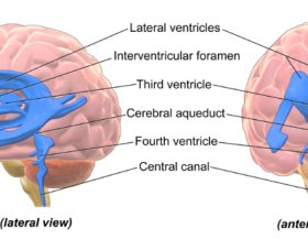 Ventricles_Brain_wikimedia Ventricles_Brain_wikimedia